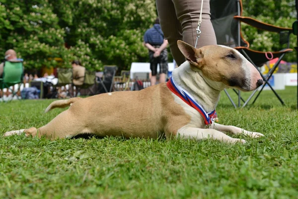 Hond van de stier van de kuil liggen op gras — Stockfoto