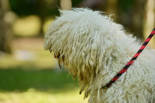 Komondor perro de oveja húngaro —  Fotos de Stock