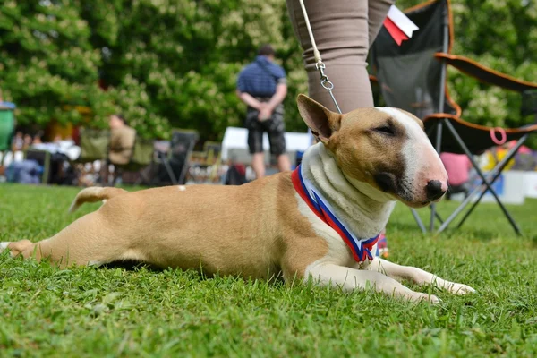 Chien taureau de fosse couché sur l'herbe — Photo