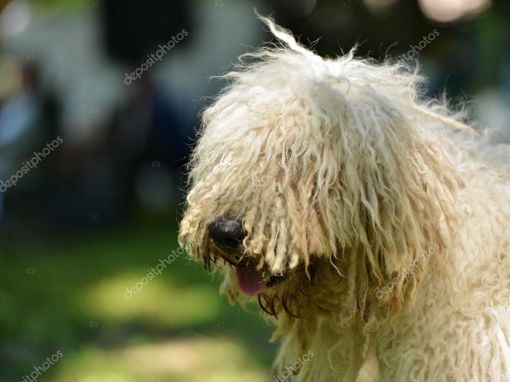 Chien De Berger Hongrois Komondor Photographie Muro