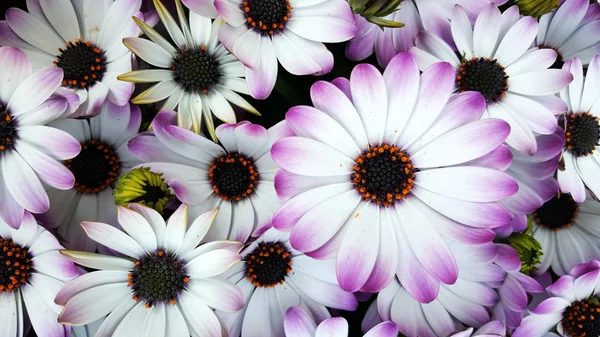 Flores cor magenta — Fotografia de Stock