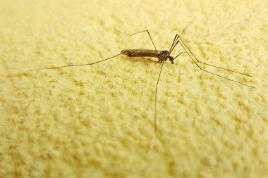 Sivrisinek sarı duvar