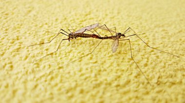 Duvarda iki sivrisinek