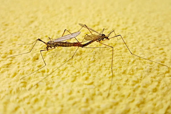 Two mosquitos on wall — Stock Photo, Image