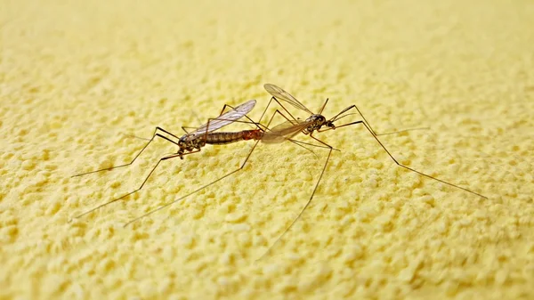 벽에 두 개의 모기 — 스톡 사진