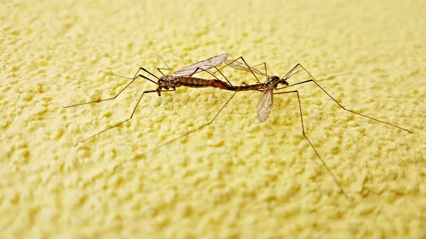 壁に蚊が二匹 — ストック写真