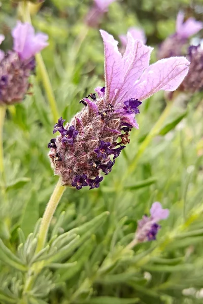 Primo piano dei fiori di lavanda in fiore — Foto Stock