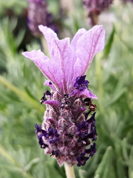 Primo piano di un fiore di lavanda fiorente — Foto Stock