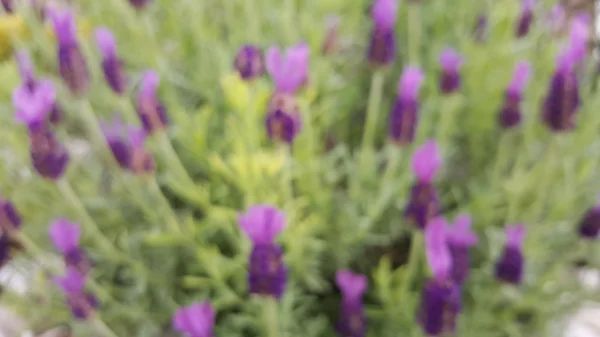 Utsikt över blommande lavendel blommor — Stockfoto