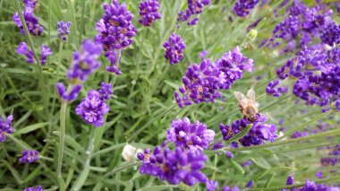 Güzel bir lavanta resmi