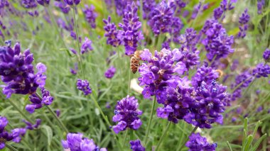 Güzel bir lavanta resmi