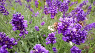 Güzel bir lavanta resmi