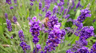 Güzel bir lavanta resmi