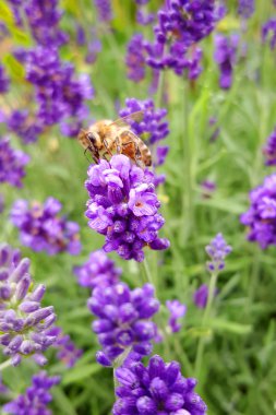 Güzel bir lavanta resmi