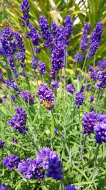 Güzel bir lavanta resmi