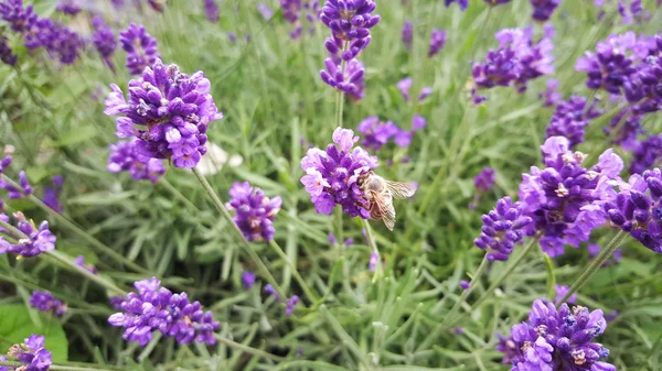 Bella immagine di lavanda — Foto Stock