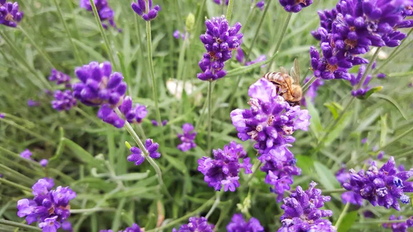 Bella immagine di lavanda — Foto Stock