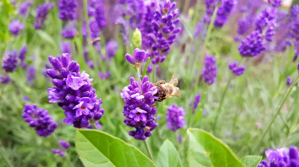 Bella immagine di lavanda — Foto Stock