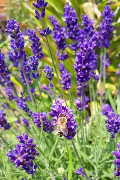 Schönes Bild von Lavendel — Stockfoto