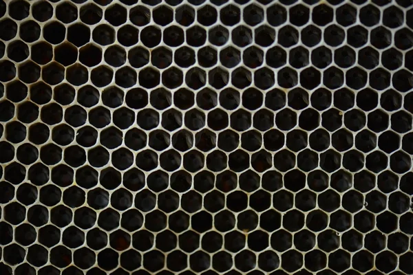 Honey comb studio — Stock Photo, Image