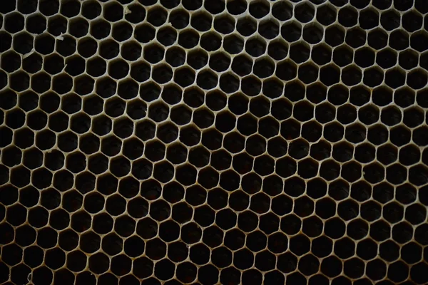 Honey comb studio — Stock Photo, Image