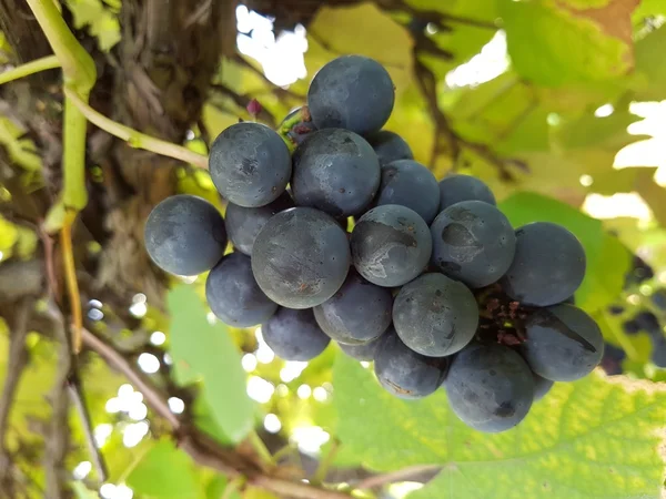Kiście winogron na wino czerwone uprawy w polu włoski — Zdjęcie stockowe