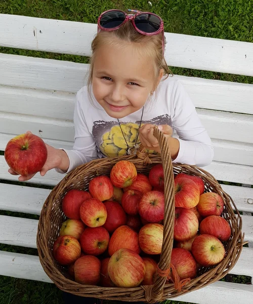 Chica recogiendo manzanas frescas —  Fotos de Stock