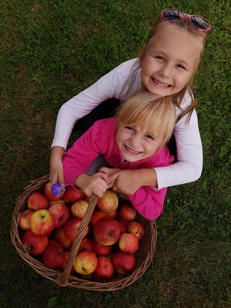 Duas meninas colhendo maçãs frescas — Fotografia de Stock