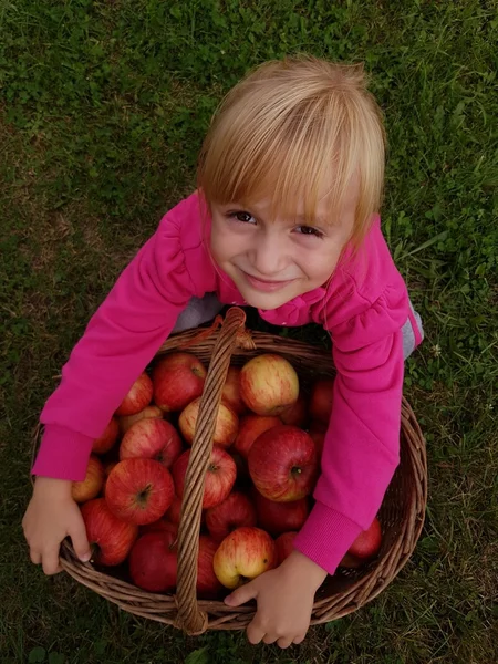 Schattige kleuter meisje plukken appels — Stockfoto