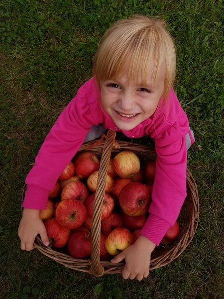 Linda niña recogiendo manzanas —  Fotos de Stock