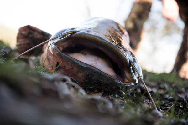 Europese Meerval Natuur — Stockfoto