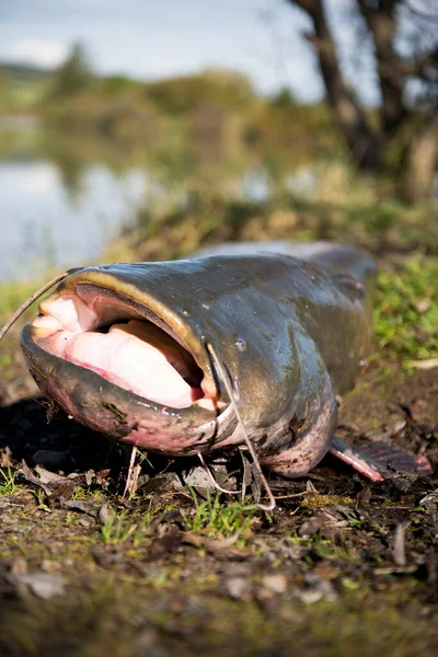 European Catfish Nature — Stock Photo, Image