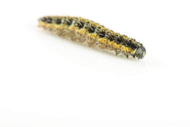 beyaz arkaplanda izole edilmiş katterpilar.