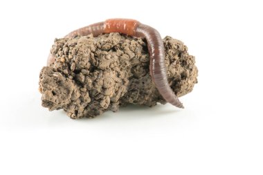 Solucan dendrobena sembolik olarak sonsuzluk sembolünü eritiyor.