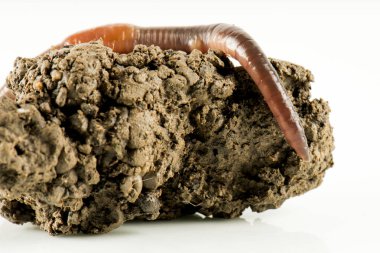 Solucan dendrobena sembolik olarak sonsuzluk sembolünü eritiyor.