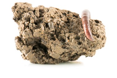 Solucan dendrobena sembolik olarak sonsuzluk sembolünü eritiyor.