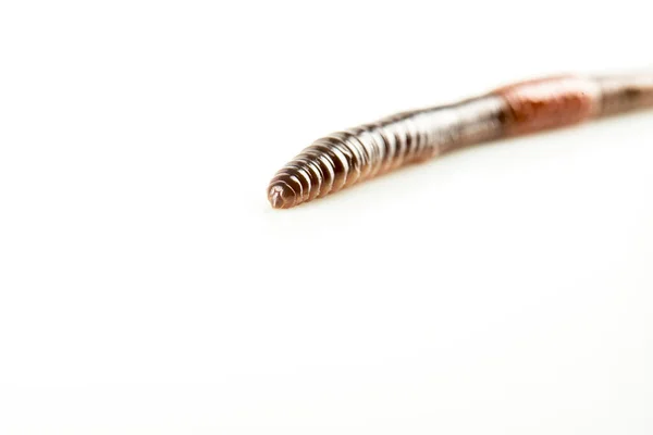 Earthworm Dendrobena Symboliskt Upplösa Oändlighet Symbol — Stockfoto
