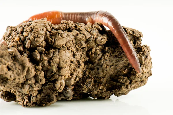 Solucan dendrobena sembolik olarak sonsuzluk sembolünü eritiyor.