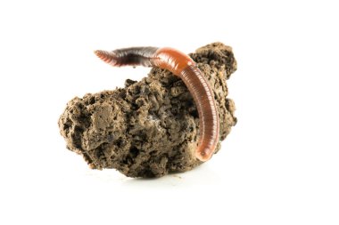 Solucan dendrobena sembolik olarak sonsuzluk sembolünü eritiyor.