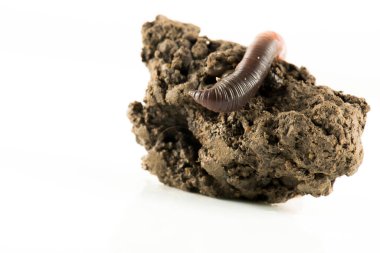 Solucan dendrobena sembolik olarak sonsuzluk sembolünü eritiyor.