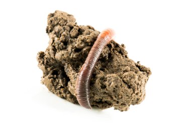 Solucan dendrobena sembolik olarak sonsuzluk sembolünü eritiyor.