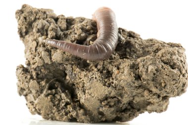 Solucan dendrobena sembolik olarak sonsuzluk sembolünü eritiyor.