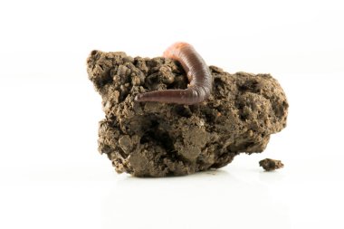 Solucan dendrobena sembolik olarak sonsuzluk sembolünü eritiyor.