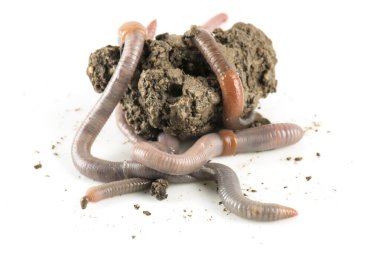 Solucan dendrobena sembolik olarak sonsuzluk sembolünü eritiyor.