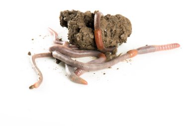 Solucan dendrobena sembolik olarak sonsuzluk sembolünü eritiyor.