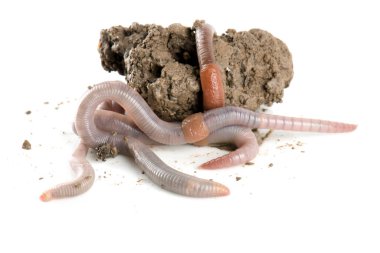 Solucan dendrobena sembolik olarak sonsuzluk sembolünü eritiyor.