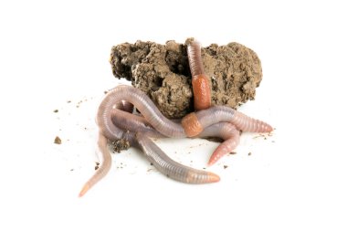 Solucan dendrobena sembolik olarak sonsuzluk sembolünü eritiyor.