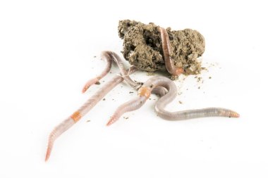 Solucan dendrobena sembolik olarak sonsuzluk sembolünü eritiyor.