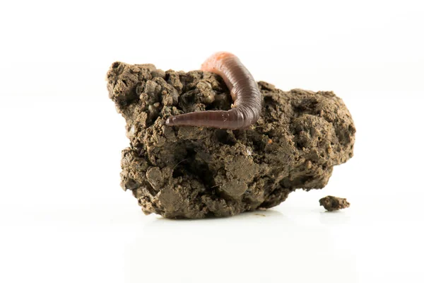 Earthworm Dendrobena Symbolically Dissolving Infinity Symbol — Stock Photo, Image