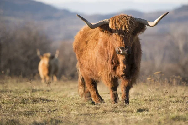 Beautiful horned Highland Cattle. Highland cattle cow standing on open moorland.